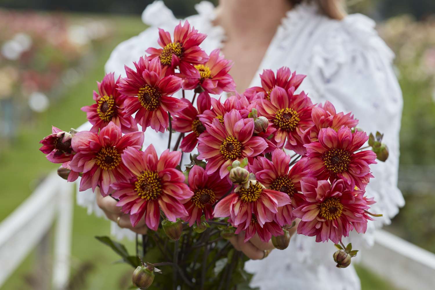 Daalia 'Princess Nadine'